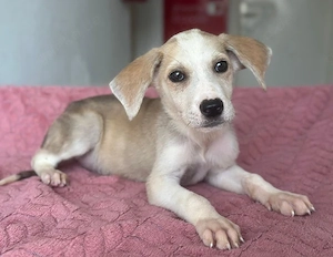 Ivy, geb. ca. 05 2026, lebt in GRIECHENLAND, im städt. Tierheim Serres Bild 10