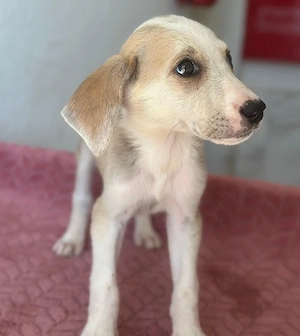 Ivy, geb. ca. 05 2026, lebt in GRIECHENLAND, im städt. Tierheim Serres Bild 9