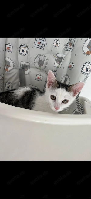 Suche die frühere Besitzerin unserer Katze Kauf im Mai 2024