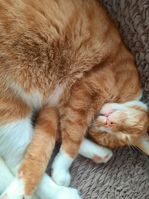 Lieber Kater sucht ein neues Zuhause