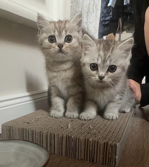 BKH Kitten (Tabby)