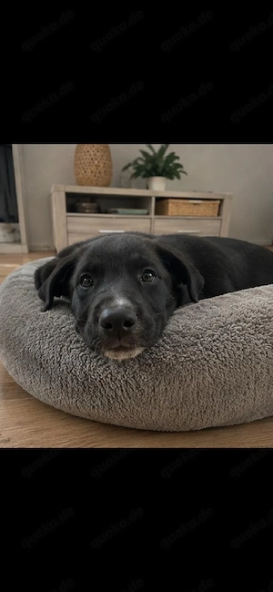 Hunde Welpen