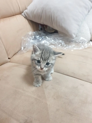     Europäisch Kurzhaar (Hauskatze) mit Tabby-Zeichnung.