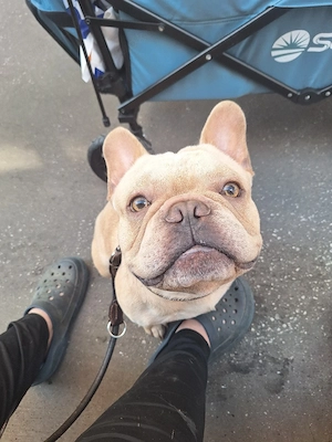 französische bulldoggen rüde sucht erfahrenes zuhause 