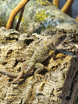 Halsbandleguan Männchen 
