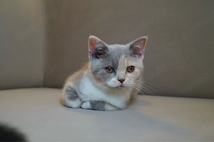 BKH kitten mit Fifé Stammbaum abgabebereit