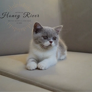 BKH kitten mit Fifé Stammbaum abgabebereit