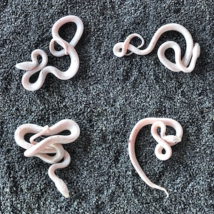 Kornnattern Pantherophis guttatus  Palmetto    seltene Farbvariante