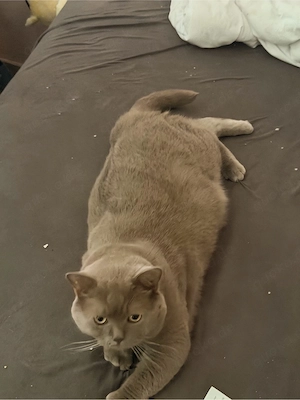 Kater Kastriert 3 jahre BKH  Bild 3