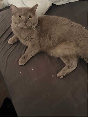 Kater Kastriert 3 jahre BKH  Bild 2