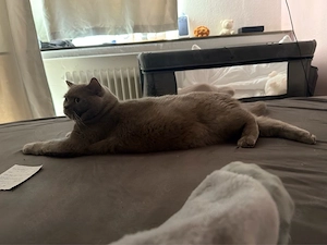 Kater Kastriert 3 jahre BKH 