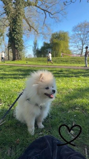 Leibevolle zuhaue für underem Hund Milo gesucht