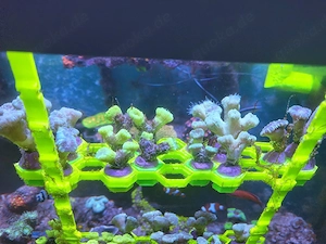 Caulastrea Koralle