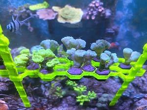 Caulastrea Koralle Bild 4