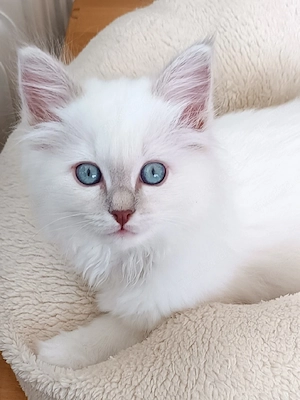 Heilige Birma Kitten