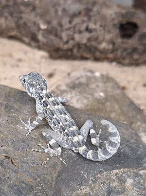 NZ Pristurus carteri 'Masirah ' - Skorpionschwanzgecko