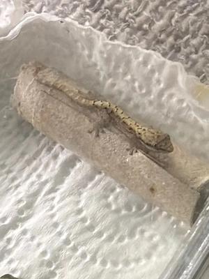 Jungferngecko