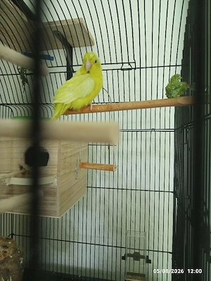 Sperlingspapageien Pärchen