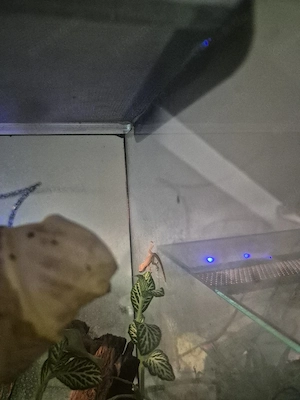 Jungferngecko - Lepidodactylus lugubris