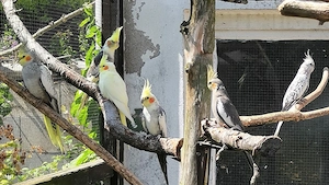 Nymphensittich Zuchtpaar und 4 Jungtiere 