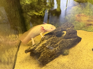 2 Axolotl 1,5 Jahre 