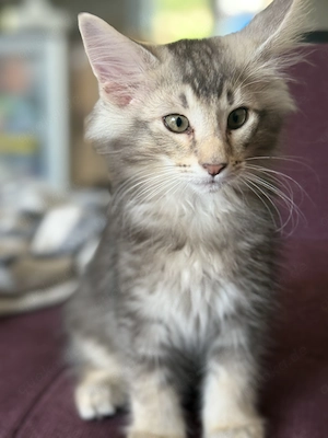 Norwegische Waldkatze Arkan