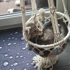 Norwegische Waldkatze Arkan