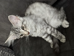 Norwegische Waldkatze Aaliyah 