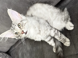 Norwegische Waldkatze Aaliyah 