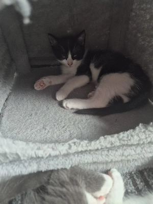 Kitten Maine Coon Mix 