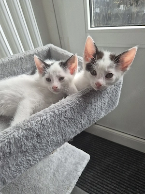 Kitten Maine Coon Mix 