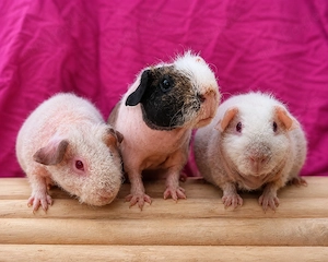 Skinny Pig Frühkastrate & Mädchen 
