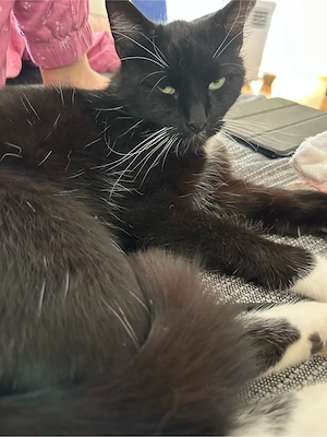 5 jähriger kastrierter Maine Coon-EKH Mix Kater 