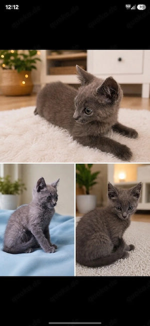 verschmuste Kater 
