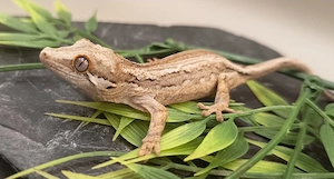 Höckerkopfgecko   Rhacodactylus Auriculatus 0.0.1