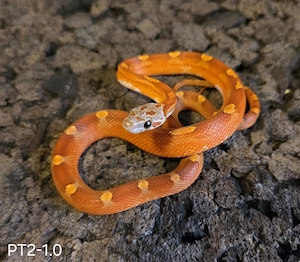 Toffee Blood Motley Pied 