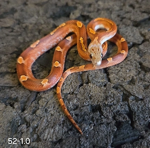 Toffee Blood Motley Pied  Bild 2