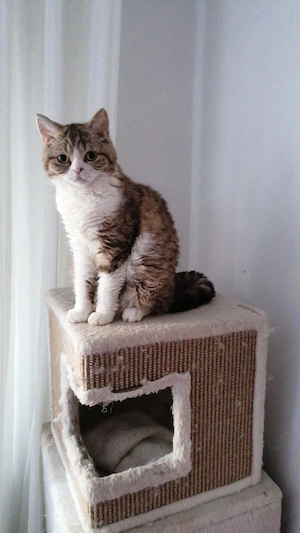Selkirk Rex Mädchen 