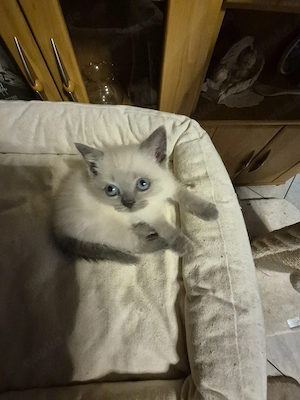 BKH Blue Point Kitte