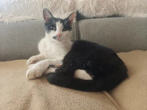 Unser bildhübscher Traumkater Liam sucht ein Zuhause
