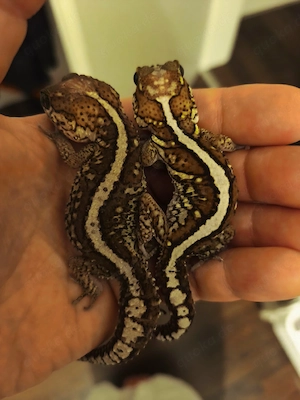 2 Madagaskar Geckos mit Terrarium 