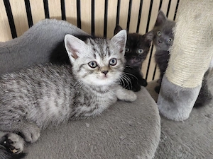 Britisch Kurzhaar Katzenkinder suchen liebevolles Zuhause   