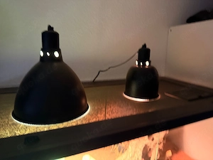 Bartagame mit Terrarium