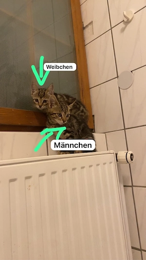 die letzten 3 kitten suchen ein für immer zuhause