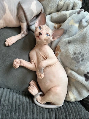 Sphynx Elf Kitten