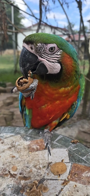 Hybrid, Ara ,Hahn ,7 Jahre alt ,Hybridara