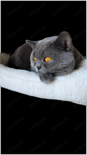 Reinrassiger BKH Kater sucht liebevolles zuhause