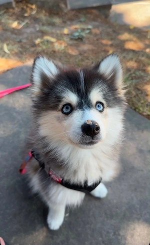  Süßes pomskykind sucht ein liebevolles Zuhause
