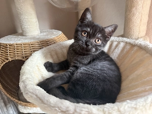 Verschmuster BKH  Kater   