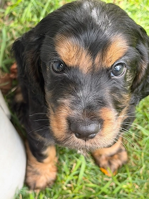 Zauberhafte Englische Cockerspaniel